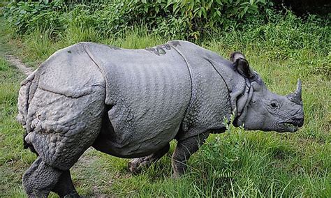 are there rhinos in china